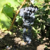 Septembar sorta grožđa livadia